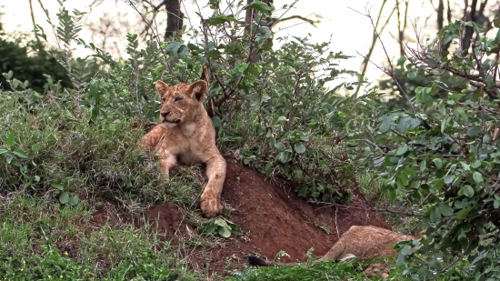 Lion, Feline, Predator, Wildlife, Cat, Wild