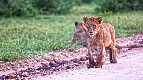 Lion, Predator, Feline, Cat, Wildlife, Safari