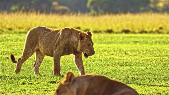 Lion, Predator, Feline, Mammal, Wildlife, Cat