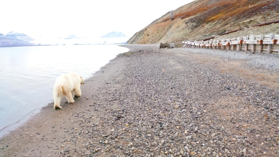 Lion Walking Green Screen Video Download, Highland, Sand, Beach, Landscape, Sky