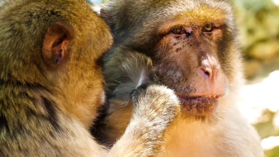 Liquid Stock Footage, Baboon, Monkey, Primate, Macaque, Wildlife