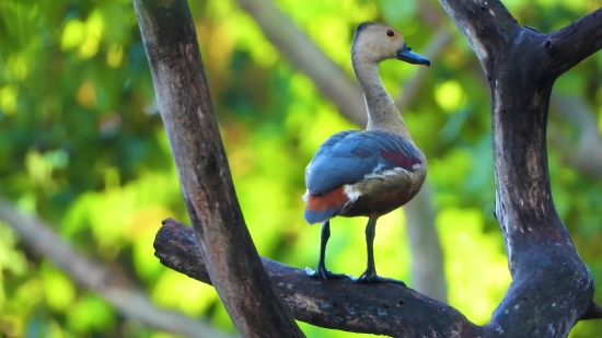 Little Blue Heron, Heron, Wading Bird, Bird, Aquatic Bird, Beak