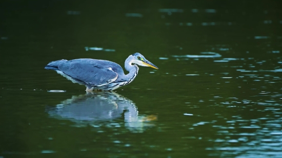 Little Blue Heron, Heron, Wading Bird, Bird, Aquatic Bird, Wildlife