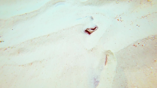 Live Background Video Download, Sand, Soil, Earth, Texture, Stingray