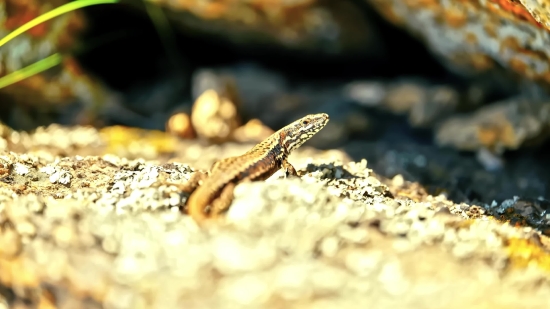 Lizard, Alligator Lizard, Reptile, Wildlife, Banded Gecko, Gecko