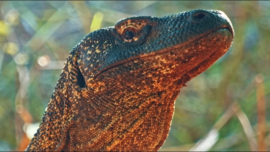 Lizard, Chameleon, Frilled Lizard, Reptile, Wildlife, Eye