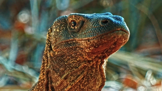 Lizard, Frilled Lizard, Reptile, Wildlife, Iguana, Dragon