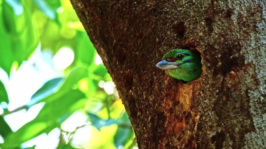 Lizard, Green Lizard, Vine Snake, Snake, Tree, Wildlife