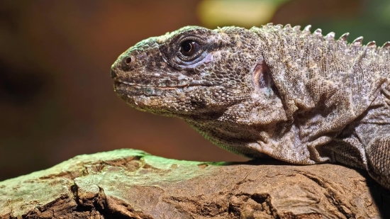 Lizard, Reptile, Common Iguana, Wildlife, Iguana, Dragon