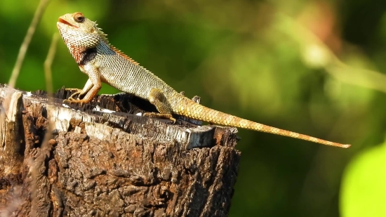 Lizard, Reptile, Wildlife, Wild, Animals, Chameleon