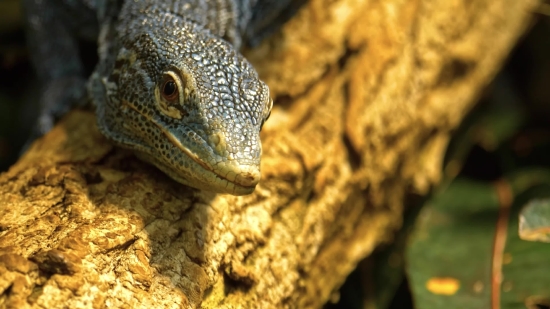 Lizard, Reptile, Wildlife, Wild, Eye, Animals