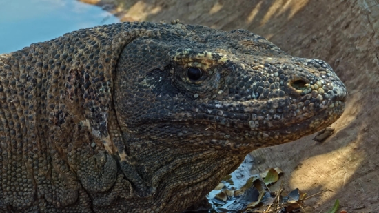 Lizard, Reptile, Wildlife, Wild, Zoo, Eye