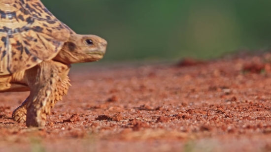 Lizard, Rodent, Wildlife, Mammal, Wild, Brown