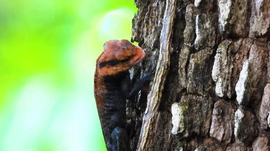 Lizard, Tree, Bark, Wood, Forest, Natural