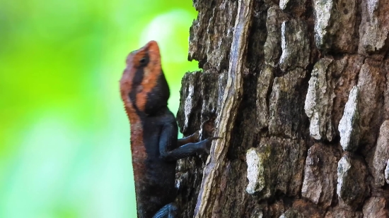 Lizard, Tree, Wood, Bark, Forest, Natural