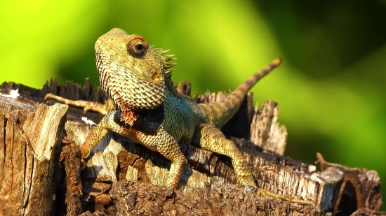 Lizard, Wildlife, Reptile, Eye, Wild, Iguana