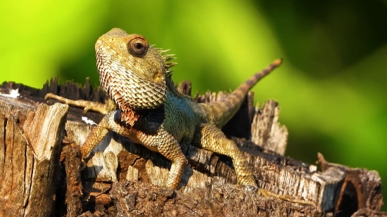 Lizard, Wildlife, Reptile, Eye, Wild, Pet