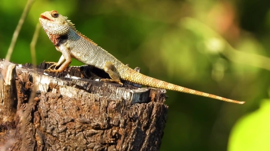 Lizard, Wildlife, Reptile, Wild, Chameleon, Animals