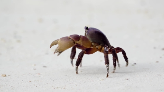 Lofi Background Video Free Download, Crab, Crustacean, Arthropod, Rock Crab, Fiddler Crab