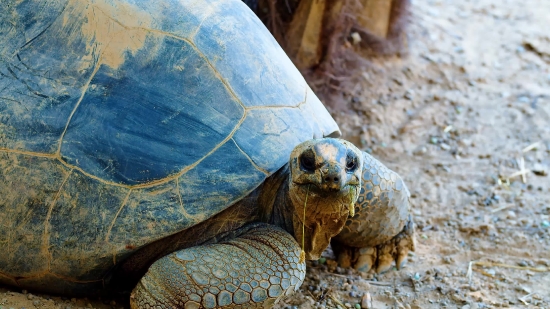 Loggerhead, Sea Turtle, Turtle, Reptile, Shell, Slow