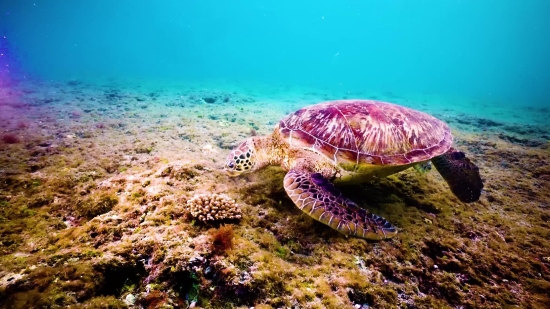 Loggerhead, Sea Turtle, Turtle, Sea, Underwater, Fish