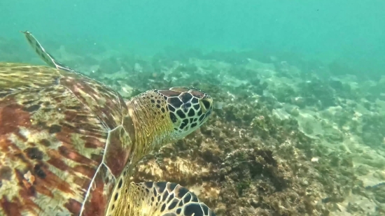 Loggerhead, Sea Turtle, Turtle, Sea, Underwater, Ocean