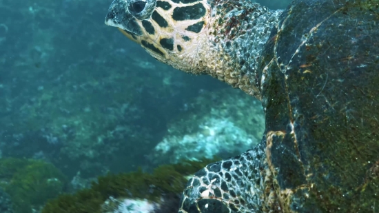 Loggerhead, Sea Turtle, Turtle, Sea, Underwater, Ocean