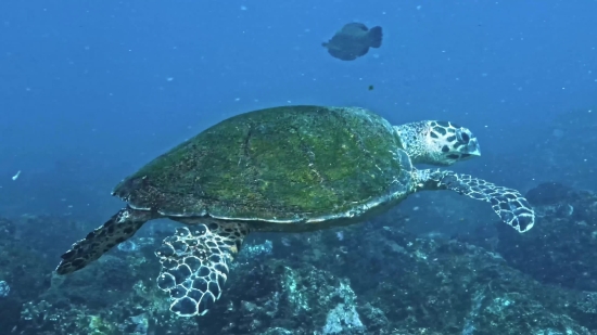 Loggerhead, Sea Turtle, Turtle, Sea, Water, Ocean