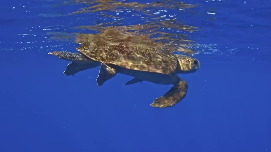 Loggerhead, Sea Turtle, Turtle, Water, Sea, Ocean