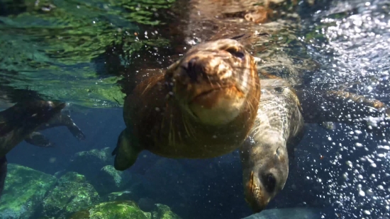 Loggerhead, Sea Turtle, Turtle, Water, Sea, Ocean