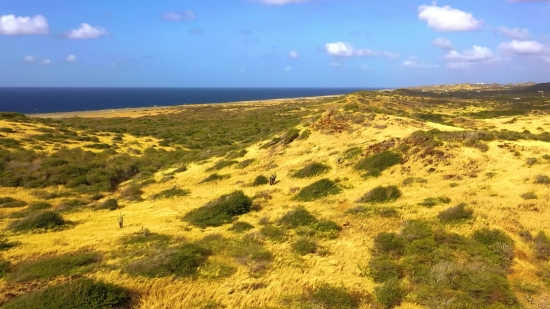 Long Videos Without Copyright, Gorse, Landscape, Sky, Shrub, Land