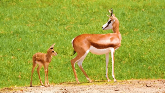 Loop Footage After Effects, Gazelle, Antelope, Ruminant, Wildlife, Impala