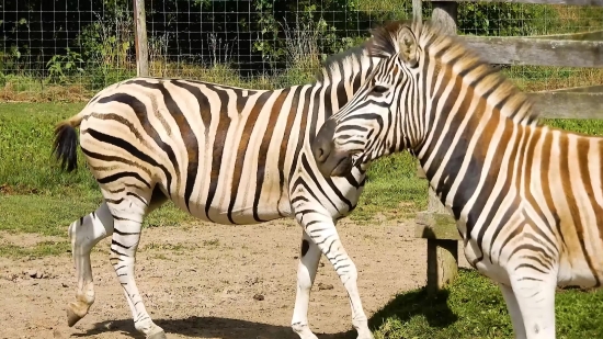 Love Stock Footage, Zebra, Equine, Ungulate, Mammal, Wildlife