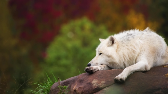 Love Video Clip Download, White Wolf, Wolf, Canine, Fur, Mammal