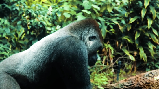 Love Video Free Download, Gorilla, Ape, Primate, Monkey, Wildlife