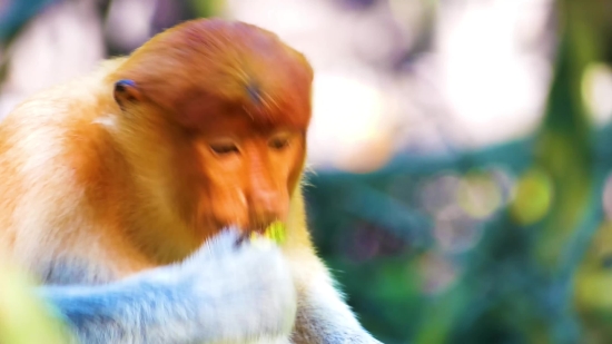 Luxury Cars Video Download, Proboscis Monkey, Monkey, Primate, Portrait, Face