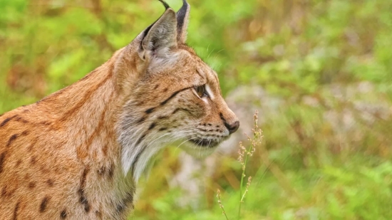 Lynx, Wildcat, Cat, Feline, Fur, Predator