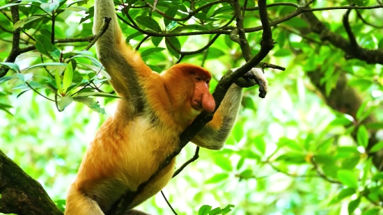 Lyrics Video Background Download, Proboscis Monkey, Monkey, Primate, Wildlife, Wild