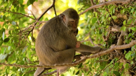 Macaque, Monkey, Primate, Wildlife, Wild, Animals