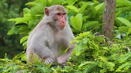 Macaque, Monkey, Primate, Wildlife, Wild, Ape