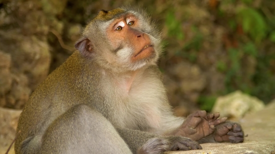 Macaque, Monkey, Primate, Wildlife, Wild, Ape