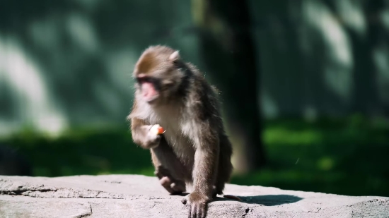 Macaque, Monkey, Primate, Wildlife, Wild, Ape