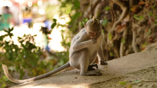 Macaque, Monkey, Primate, Wildlife, Wild, Mammal