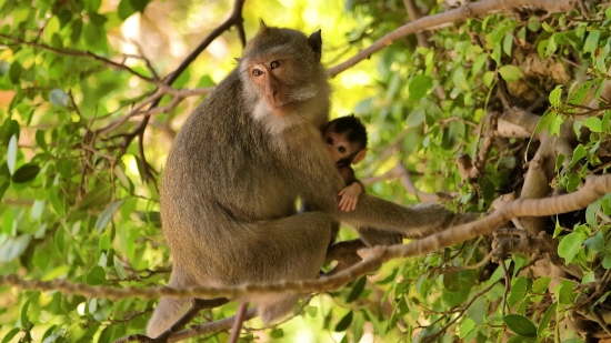 Macaque, Monkey, Primate, Wildlife, Wild, Mammal