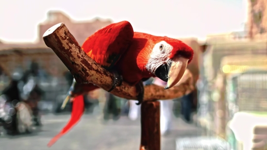 Macaw, Bird, Parrot, Animal, Beak, Wildlife