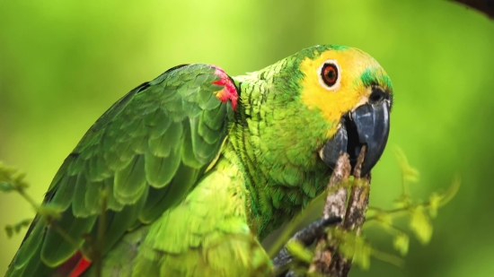 Macaw, Bird, Parrot, Beak, Tropical, Feather