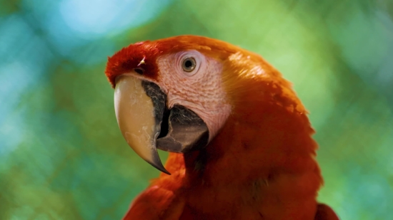 Macaw, Parrot, Bird, Beak, Animal, Feather