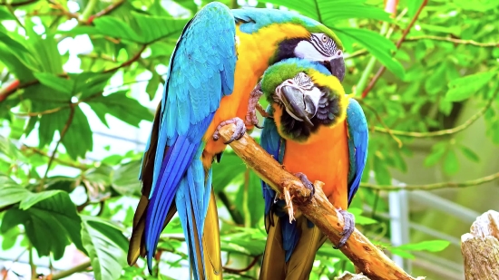 Macaw, Parrot, Bird, Beak, Feather, Animal