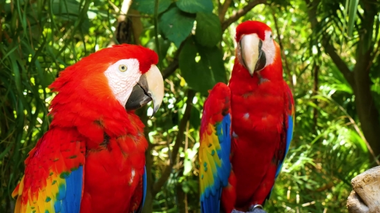 Macaw, Parrot, Bird, Beak, Tropical, Wildlife