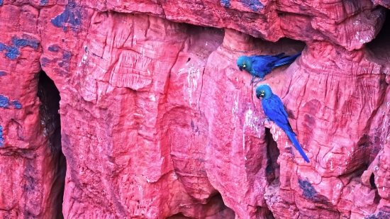 Macaw, Parrot, Bird, Texture, Pattern, Color